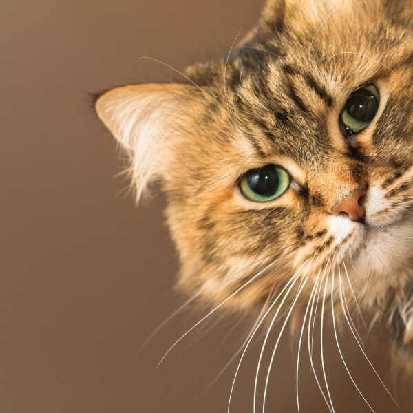 Aging Together: How Cats Grow Old with Us—and How Long-Term Care Planning Can Help Care for Them Too