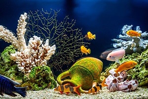 Trying to Find a Quality Nursing Home or Assisted Living Facility for Mom or Dad? An Aquarium Offers a Clue
