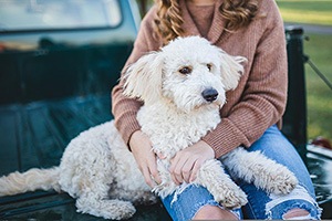Things to Know as a First-Time Dog Owner
